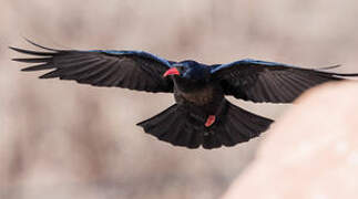 Red-billed Chough