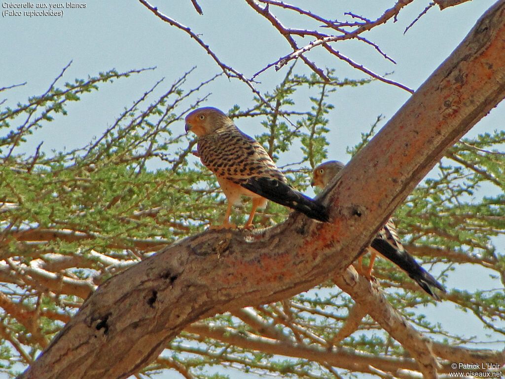 Greater Kestrel