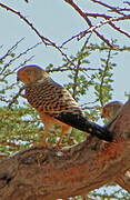 Greater Kestrel