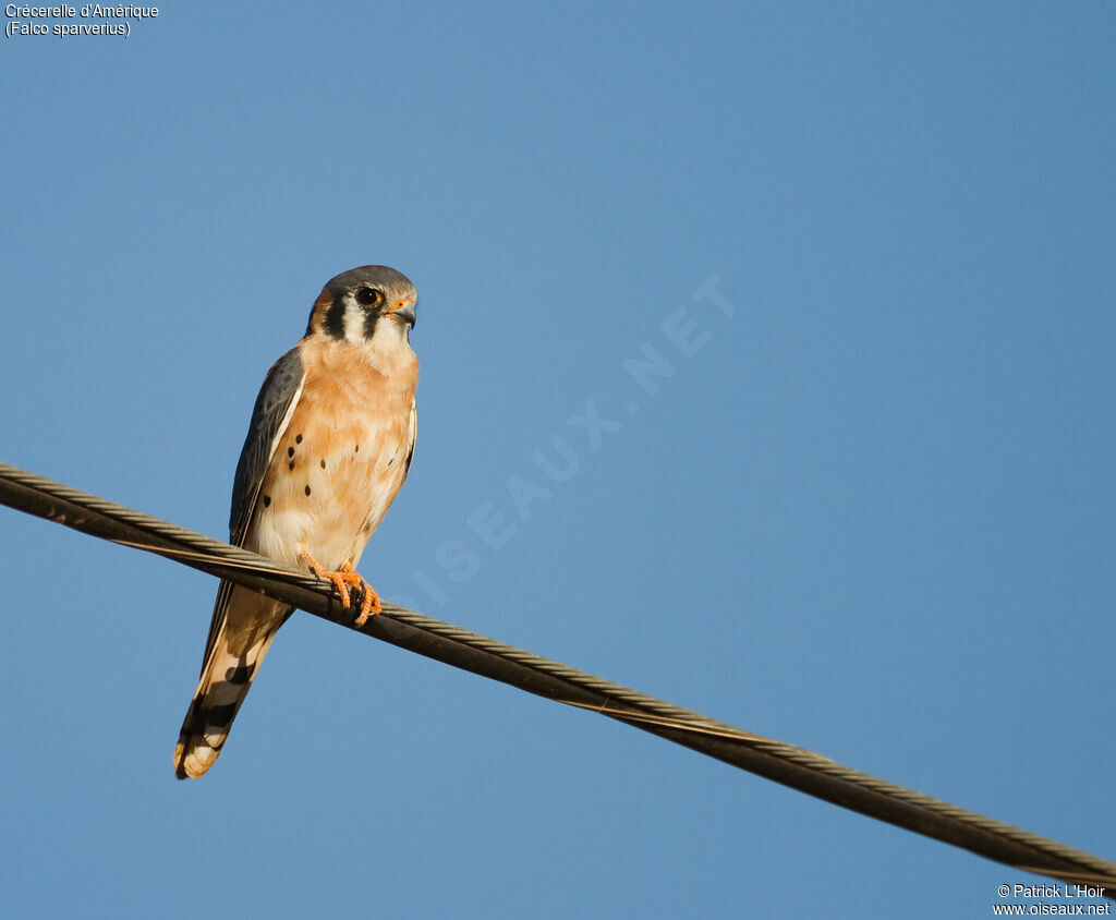 American Kestrel male adult post breeding