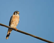 American Kestrel