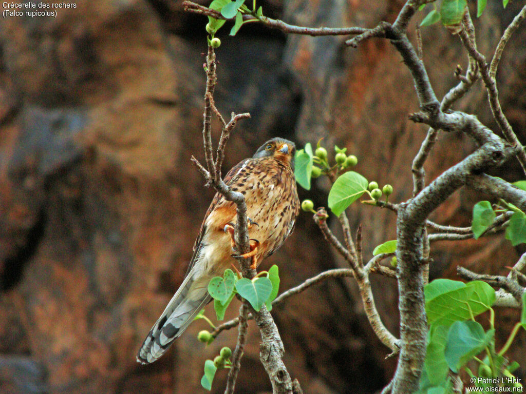 Rock Kestrel