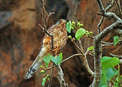 Rock Kestrel