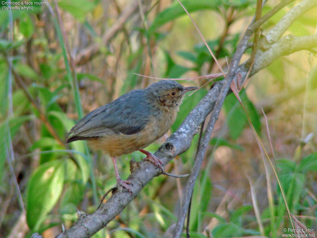 Red-faced Crombec