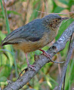 Red-faced Crombec