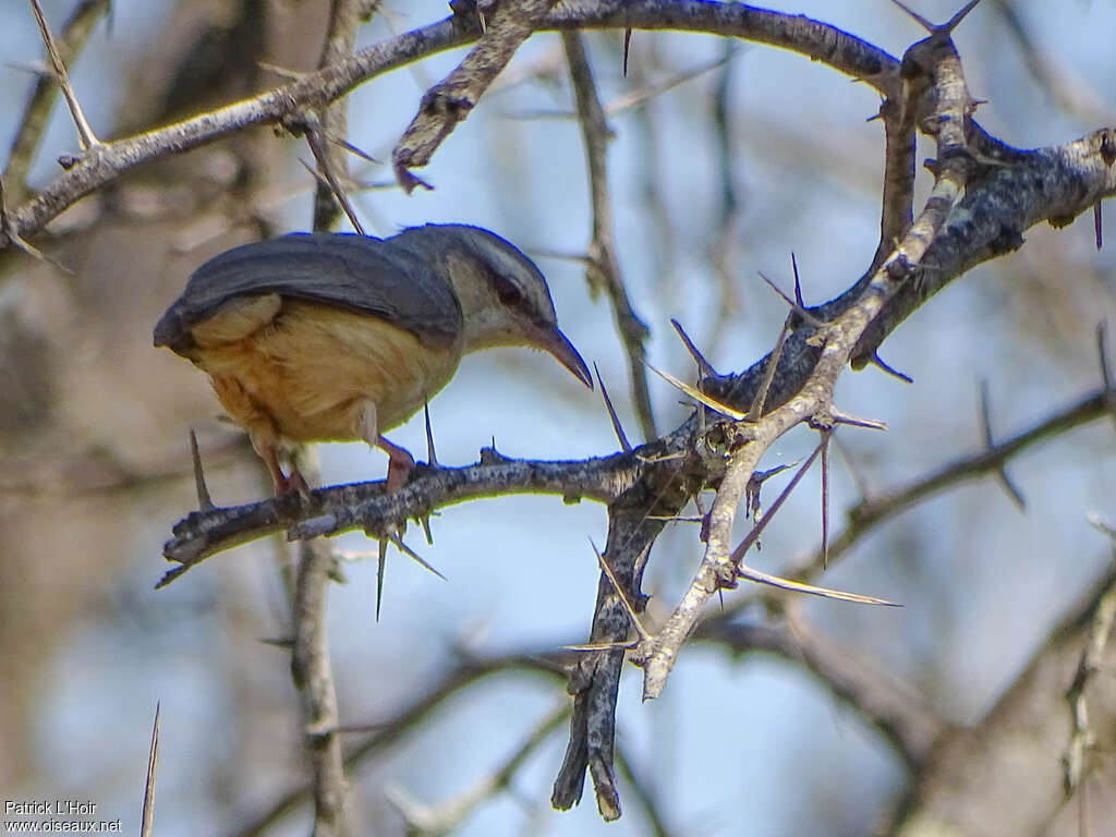 Long-billed Crombec, habitat, pigmentation