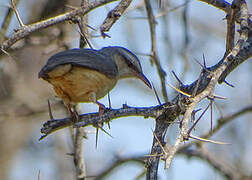 Long-billed Crombec