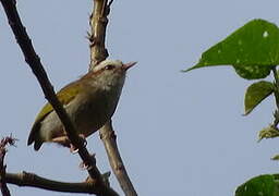 White-browed Crombec