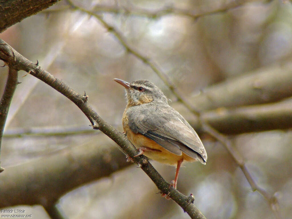 Crombec sittelleadulte, identification