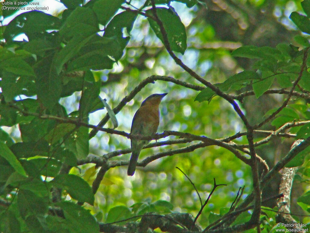 Pink-footed Puffback