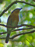 Pink-footed Puffback