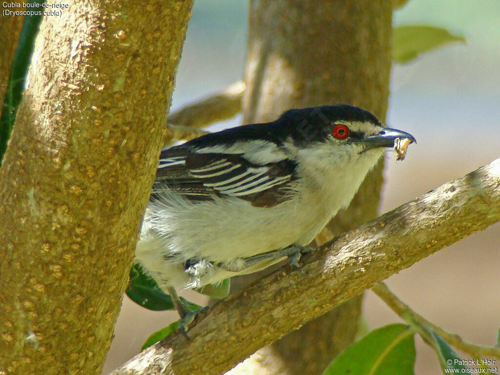 Black-backed Puffback