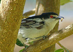 Black-backed Puffback