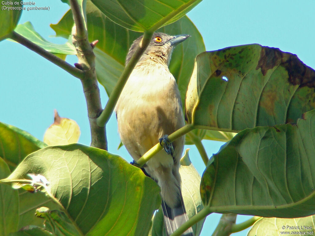 Northern Puffback