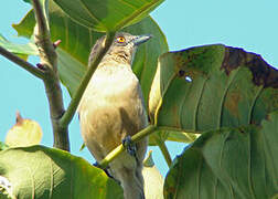 Northern Puffback