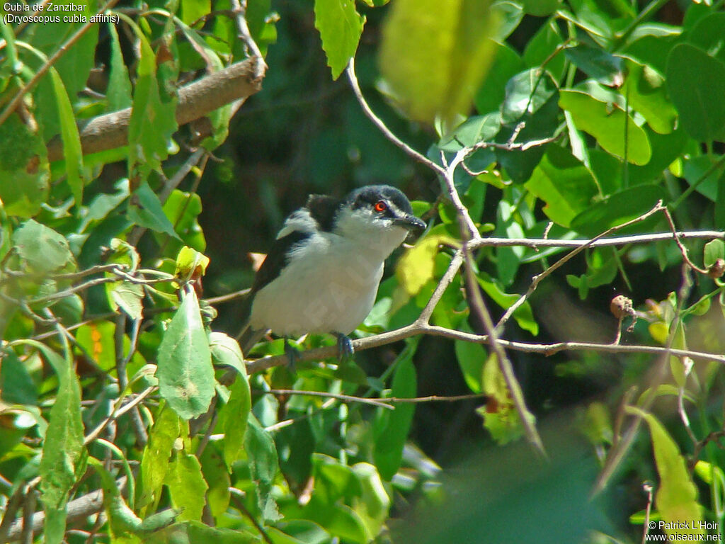 Black-backed Puffback (affinis)