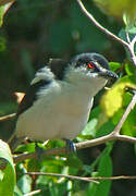 Black-backed Puffback (affinis)