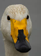 Whooper Swan