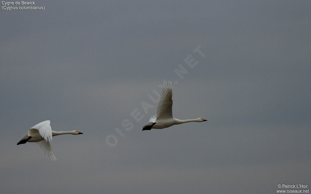 Tundra Swan 