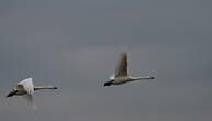 Cygne de Bewick