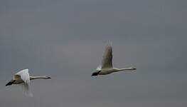 Cygne de Bewick