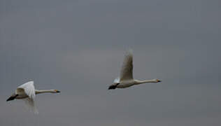 Tundra Swan