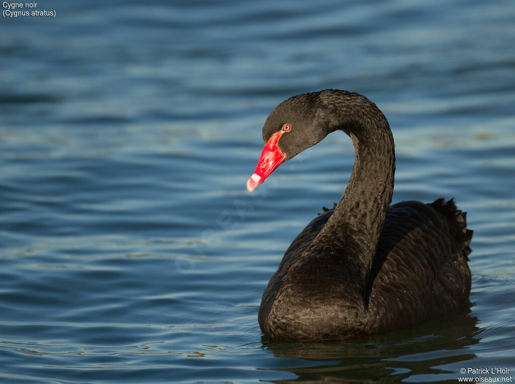 Black Swan