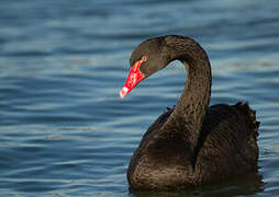 Cygne noir