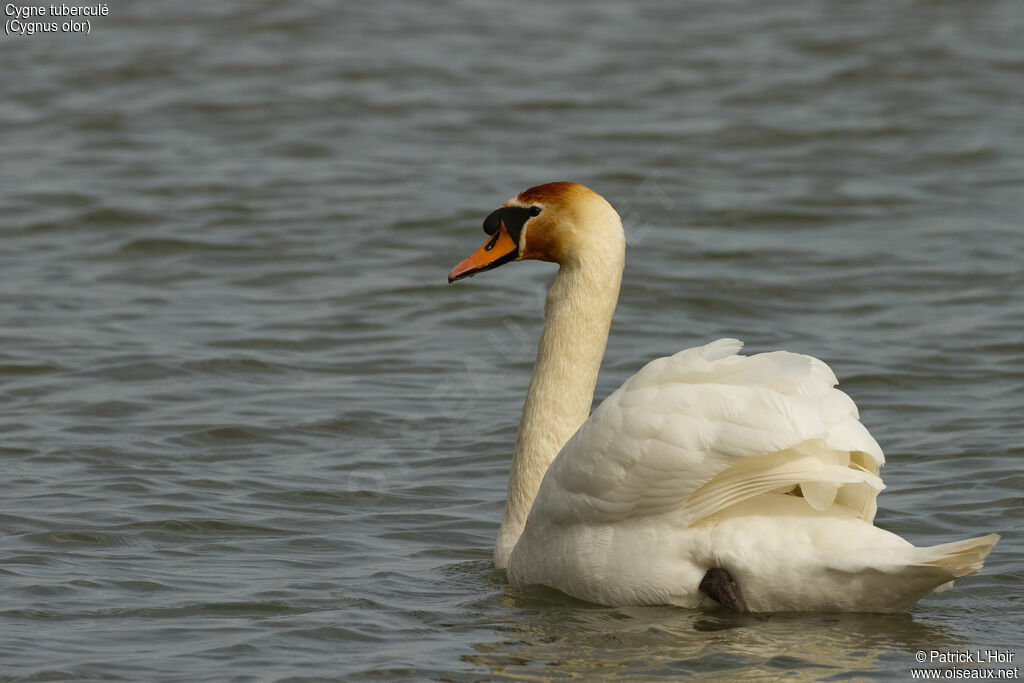 Cygne tuberculéadulte