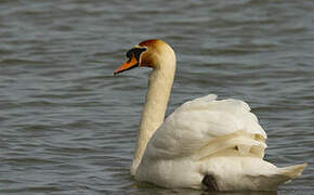 Mute Swan