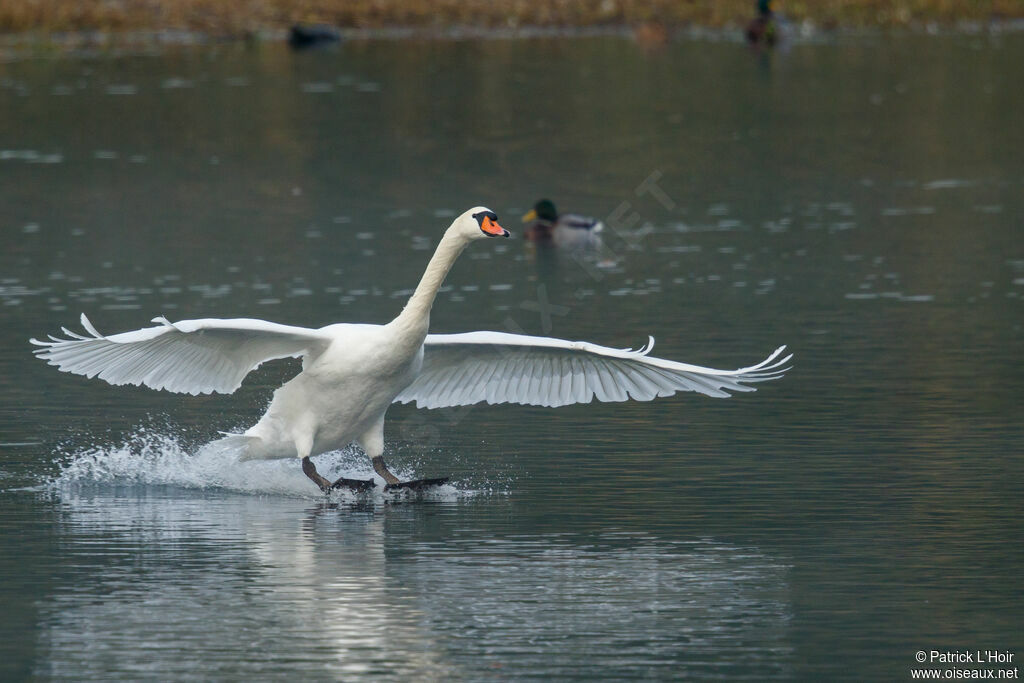 Cygne tuberculé