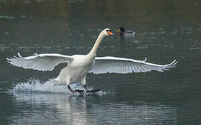 Cygne tuberculé