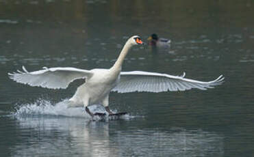 Cygne tuberculé