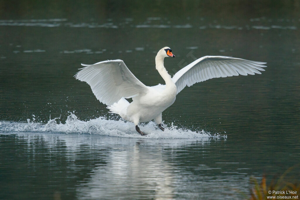 Cygne tuberculé