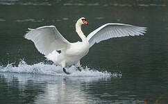 Cygne tuberculé