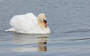 Cygne tuberculé
