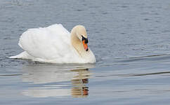 Cygne tuberculé