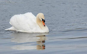 Cygne tuberculé