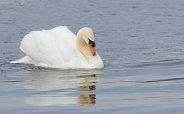 Cygne tuberculé