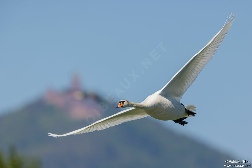 Mute Swan