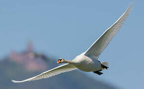 Mute Swan