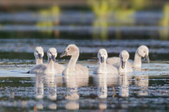 Cygne tuberculé