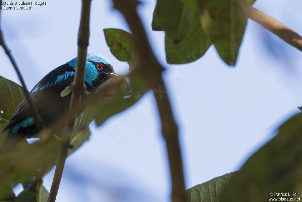 Scarlet-thighed Dacnis