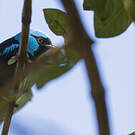 Dacnis à cuisses rouges