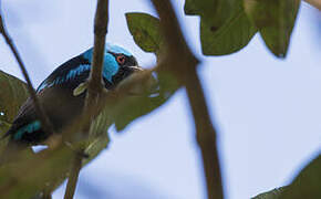 Scarlet-thighed Dacnis