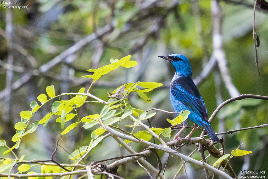 Dacnis bleu