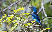 Dacnis bleu