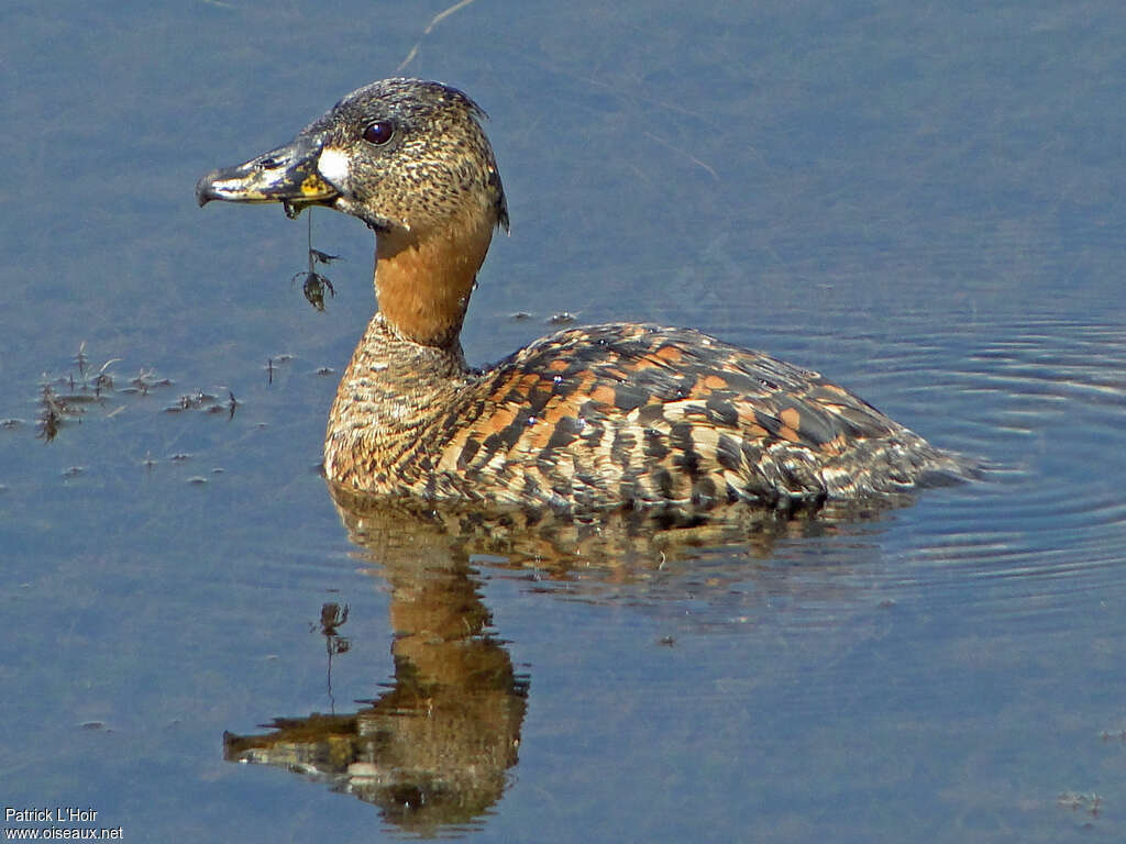 White-backed Duckadult, identification