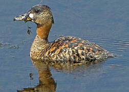 White-backed Duck