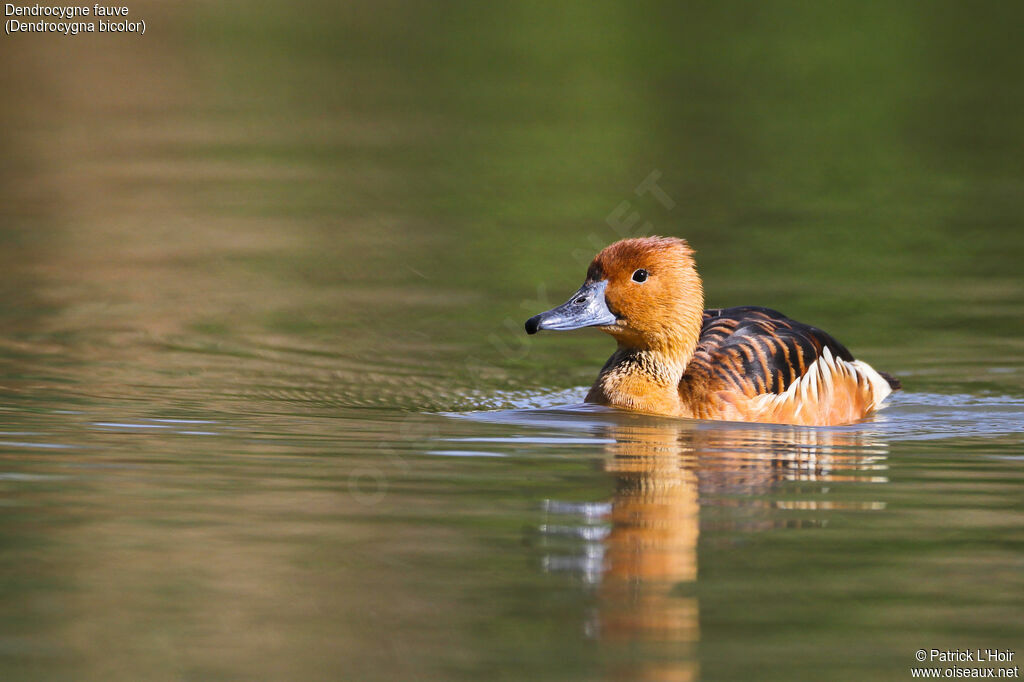 Fulvous Whistling Duck